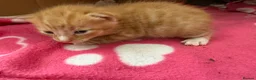 Mixed Breed cats for sale: Stunning litter off fur babies  - Advert 8