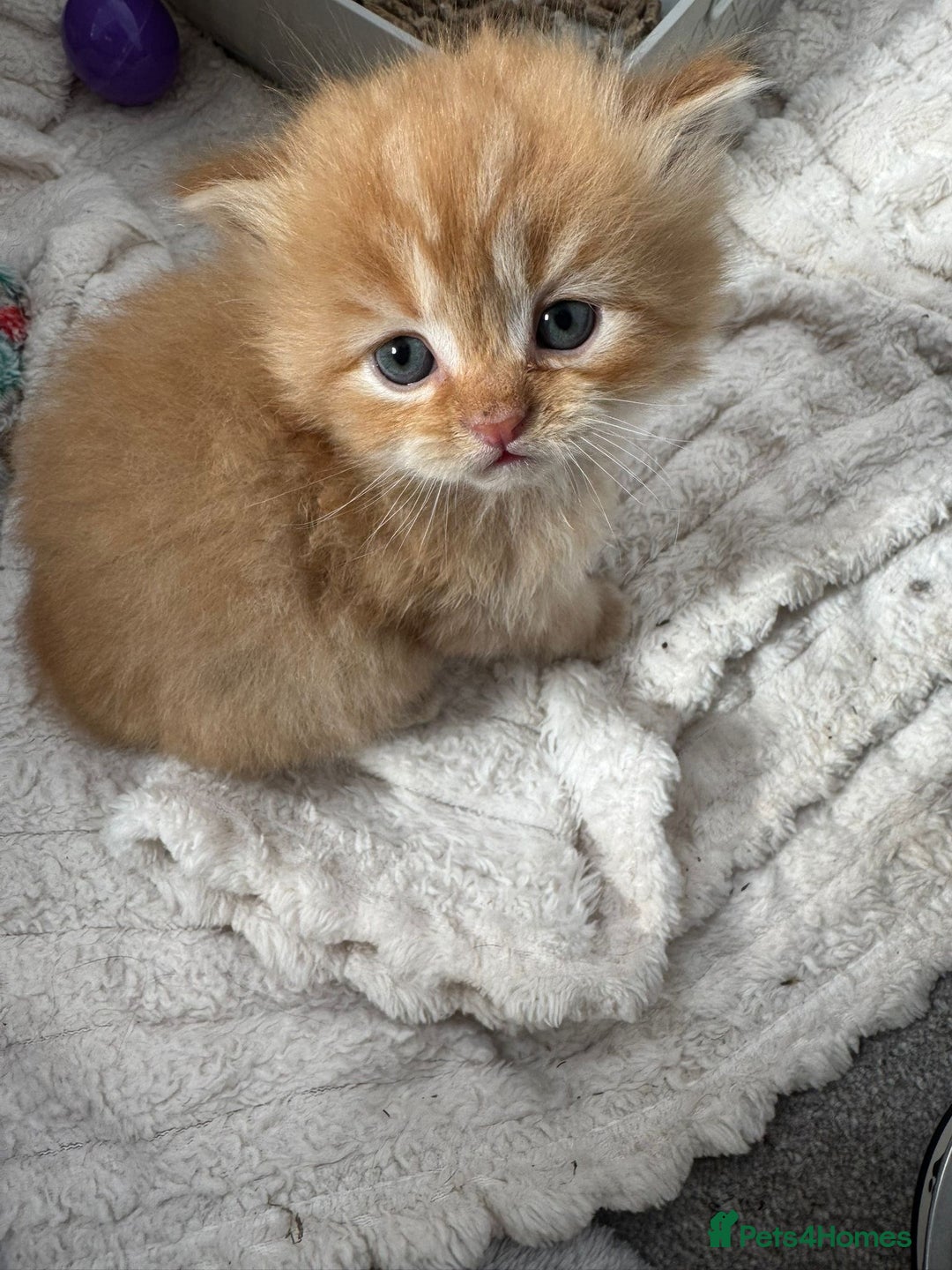Mixed Breed cats for sale: Beautiful half Persian kittens - Image 17