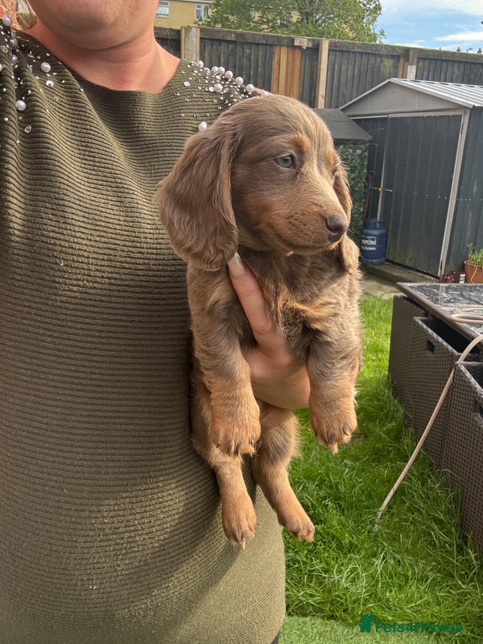 Miniature Dachshund dogs for sale: Miniature Long hair dachshund puppies  - Advert 18