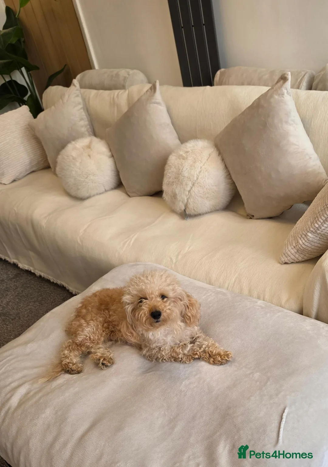 Maltipoo dogs for sale: 🐶4 beautiful maltipoo pups for sale🐶 - Advert 10