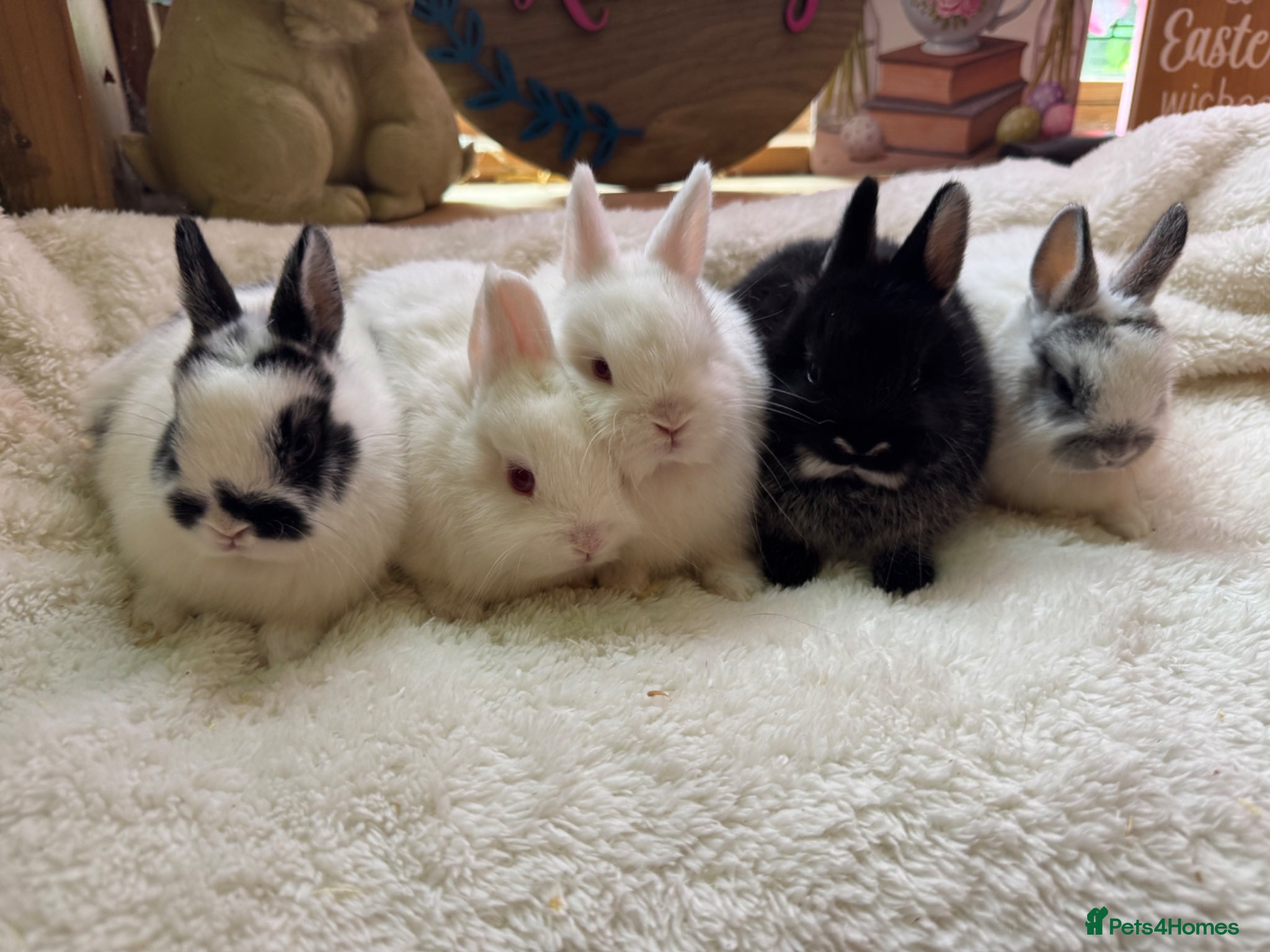 Netherland Dwarf rabbits Pedigree Neverland girls and boys available  - Advert 11
