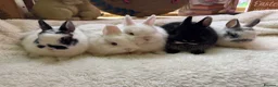 Netherland Dwarf rabbits for sale: Pedigree Netherland dwarf babies   - Advert 8