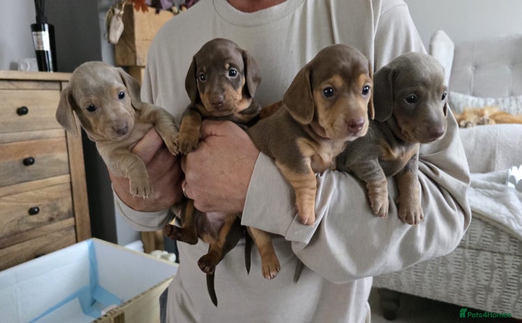 Miniature Dachshund dogs - Advert 6