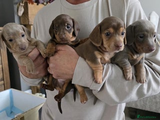 Miniature Dachshund dogs - Advert 29