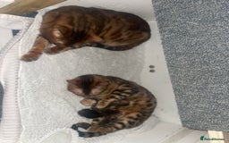 Bengal cats for sale: Marble bengal boy and bengal girl - Image 13