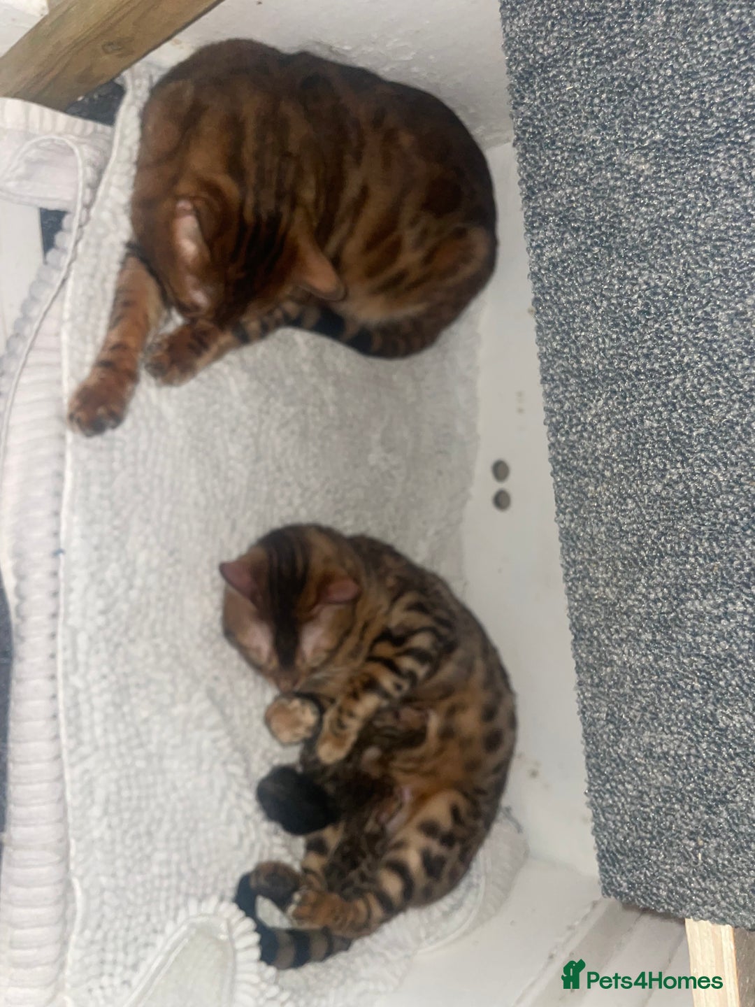 Bengal cats for sale: Marble bengal boy and bengal girl - Image 13