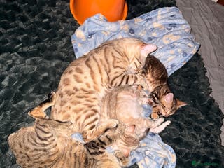 Bengal cats 2 gorgeous Bengal kittens for sale - Advert 15