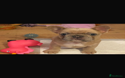 French Bulldog dogs for sale: Handsome French bulldog puppy for sale!!  - Image 5
