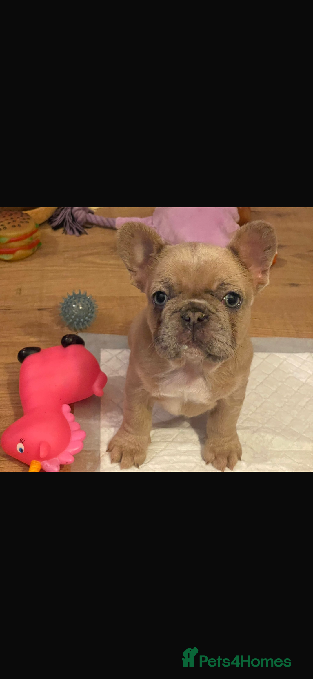 French Bulldog dogs for sale: Handsome French bulldog puppy for sale!!  - Image 5