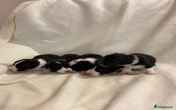 Mixed Breed dogs for sale: Gorgeous borgi pups - Image 4