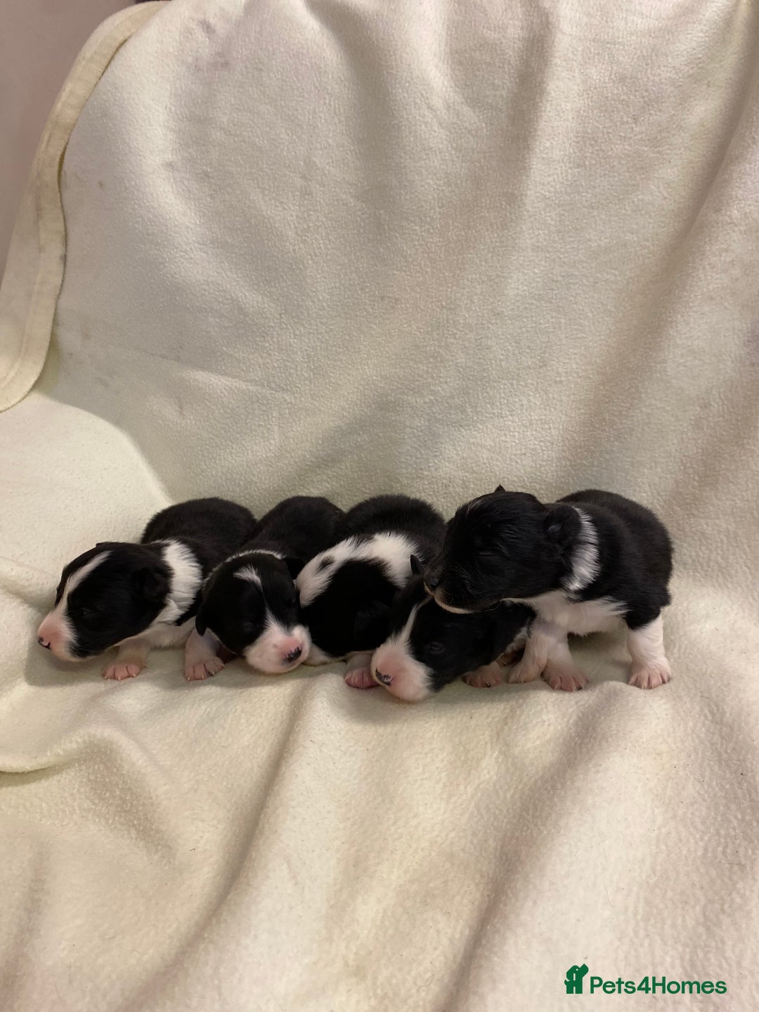 Mixed Breed dogs for sale: Gorgeous borgi pups - Image 4