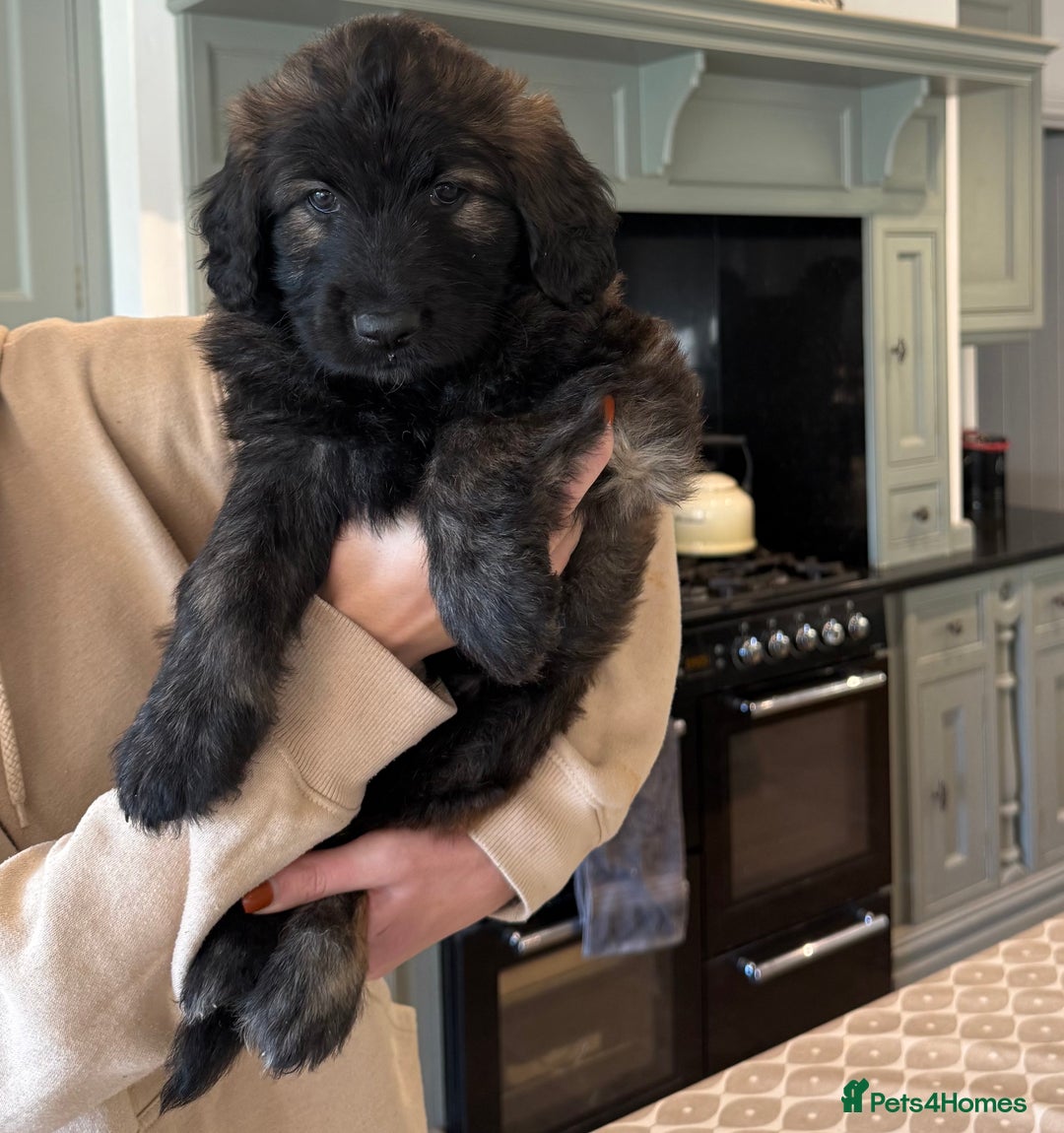 Mixed Breed dogs for sale: Goldendoodle x Blue Sable German Shepard puppies - Advert 10