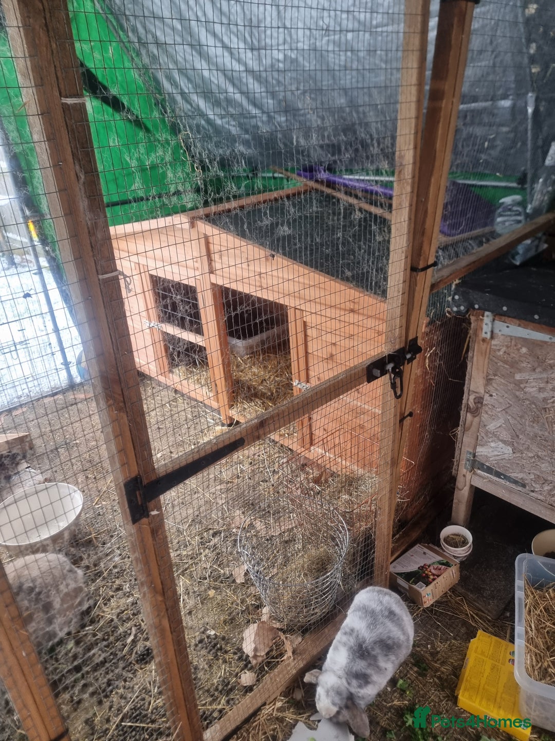 French Lop rabbits for sale: Several rabbits needing rehoming donation req  - Advert 7