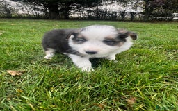 Border Collie dogs for sale: Pure Bred Border Collie Puppies For Sale - Image 9