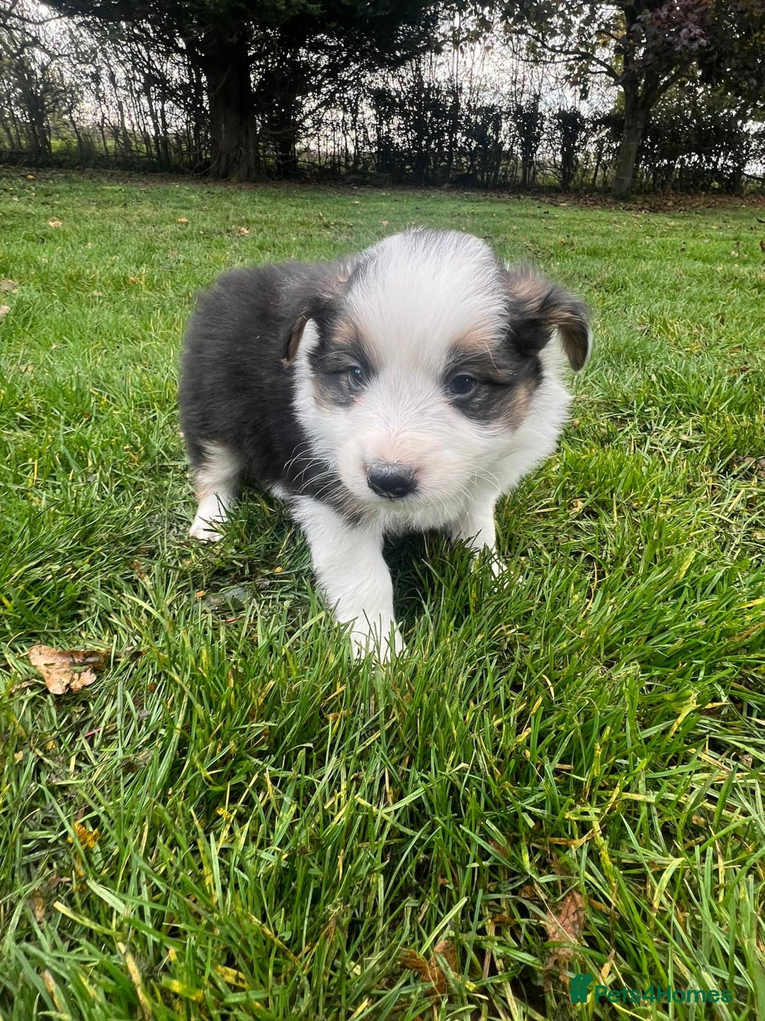 Border Collie dogs for sale: Pure Bred Border Collie Puppies For Sale - Image 9