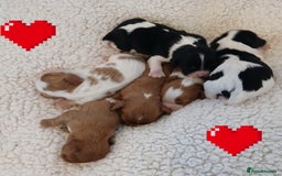 Cavalier King Charles Spaniel dogs for sale: Health tested Cavalier King Charles  - Image 29