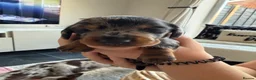 Miniature Dachshund dogs for sale: 5 beautiful mini dashounds  - Advert 12