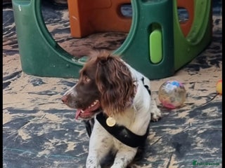 English Springer Spaniel dogs Springer spaniel - Advert 1