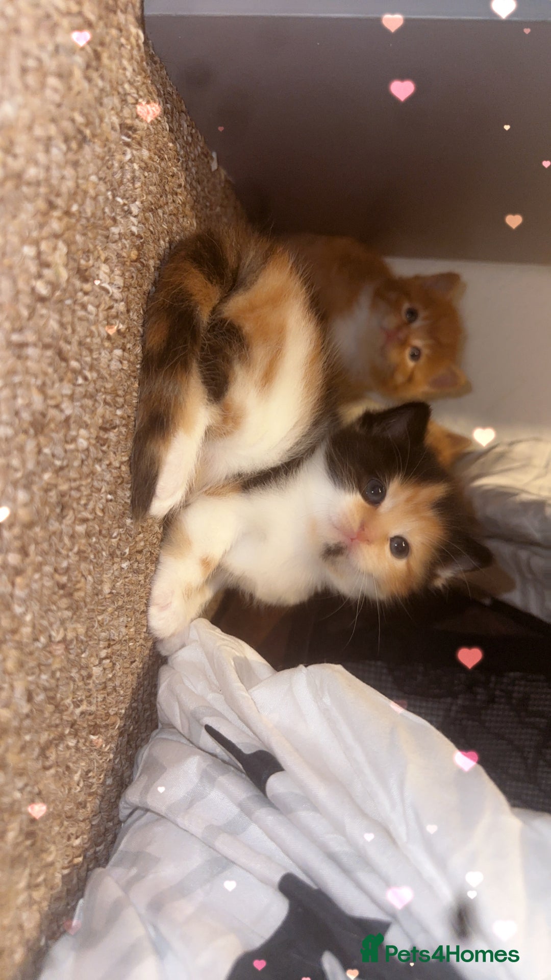 Domestic Shorthair cats for sale: 3 Beautiful kittens - Advert 5
