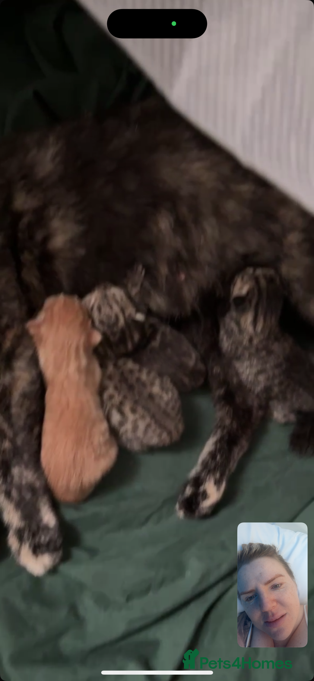 Bengal cats for sale: Beautiful bengal kittens  - Advert 6