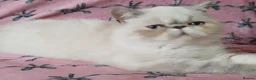 Exotic cats for sale: Blue eyed Colourpoint Persian Exotics  - Advert 3