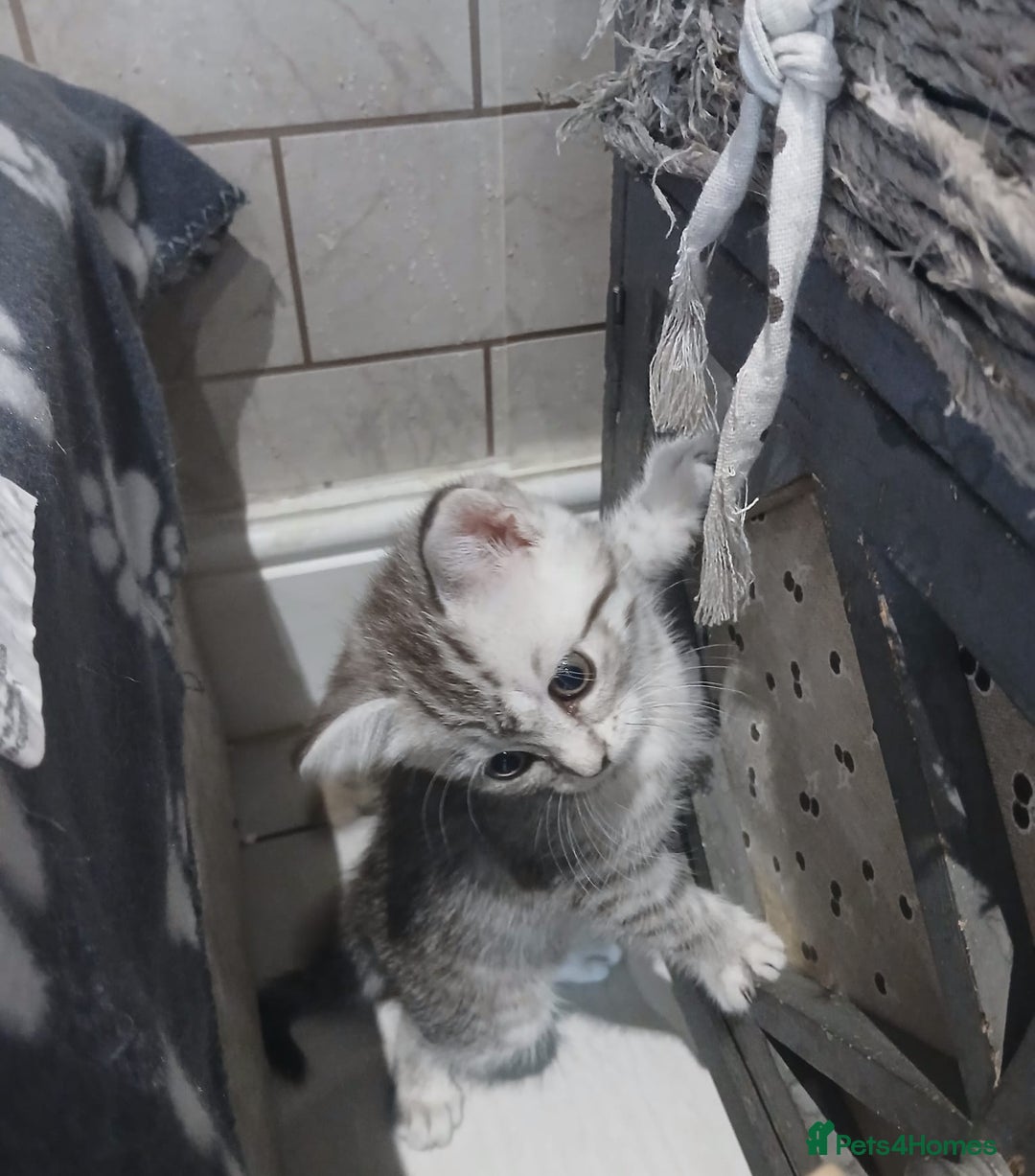 Scottish Fold cats for sale: ready to leave!! 2 Scottish straights  - Image 6