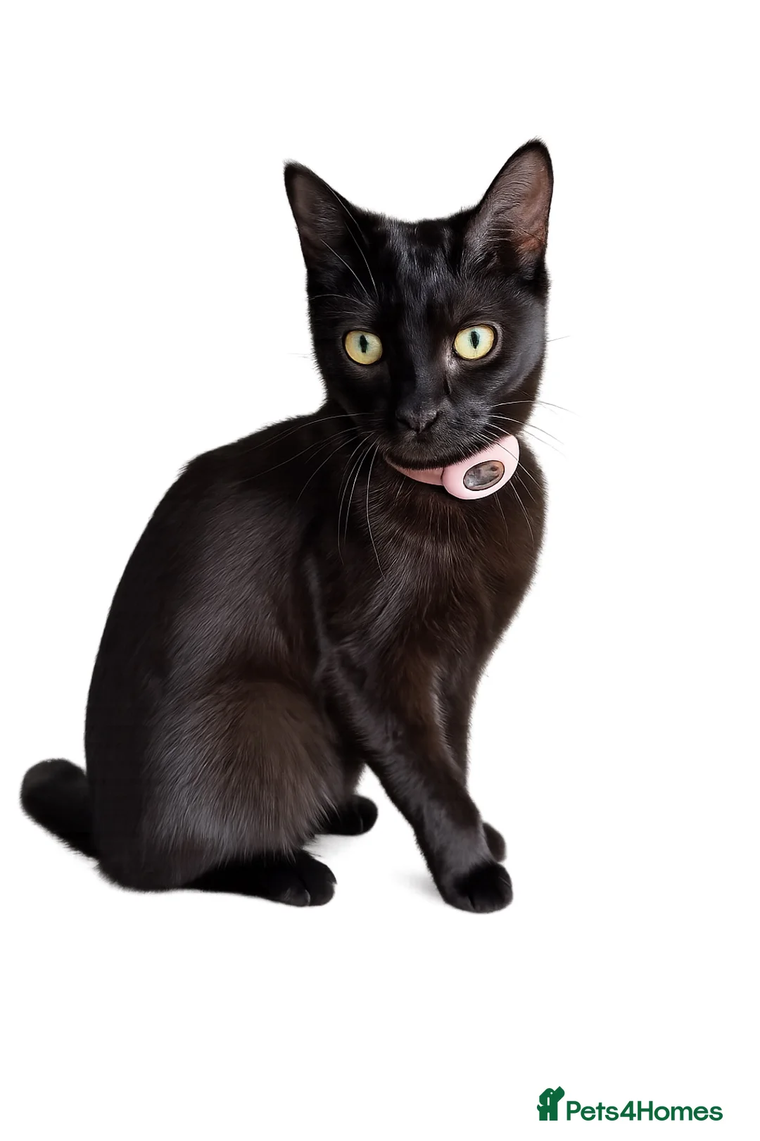 Mixed Breed cats for sale: 4 Beautiful 12 Week Old Kittens Ready to Collect  - Advert 14