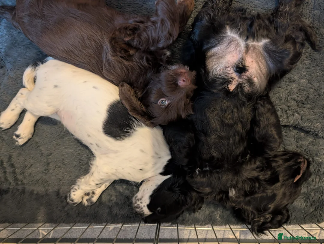 Cockapoo dogs for sale: Reserved - Beautiful Chocolate Cockapoo Pup - Advert 5