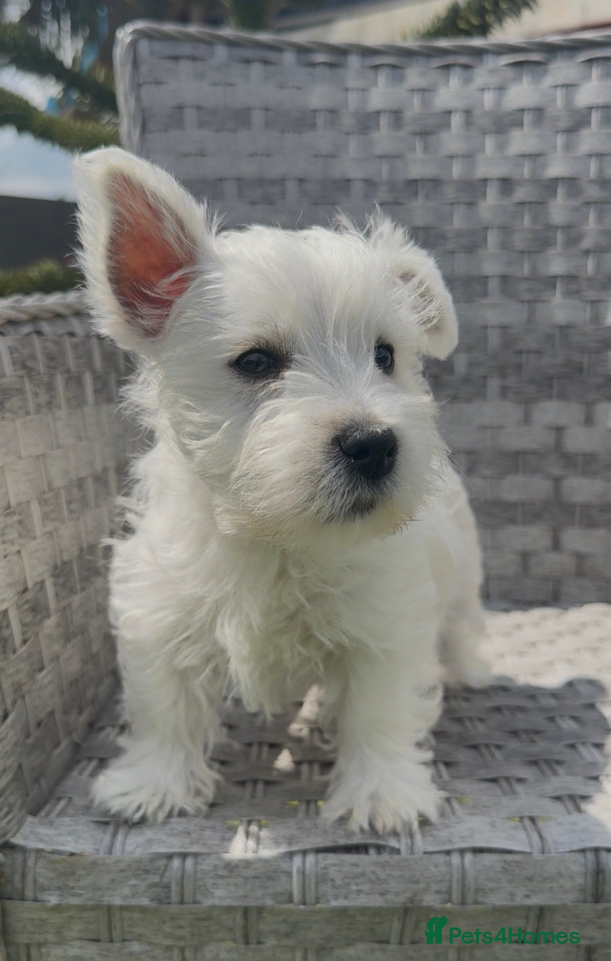 West Highland Terrier dogs Beautiful west highland terrier pups - Advert 1