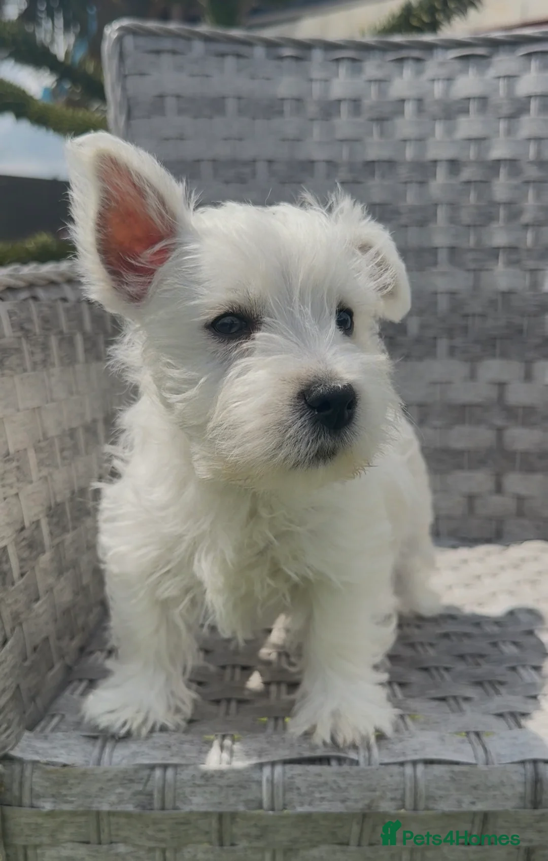 West Highland Terrier dogs for sale: Beautiful west highland terrier pups - Advert 1