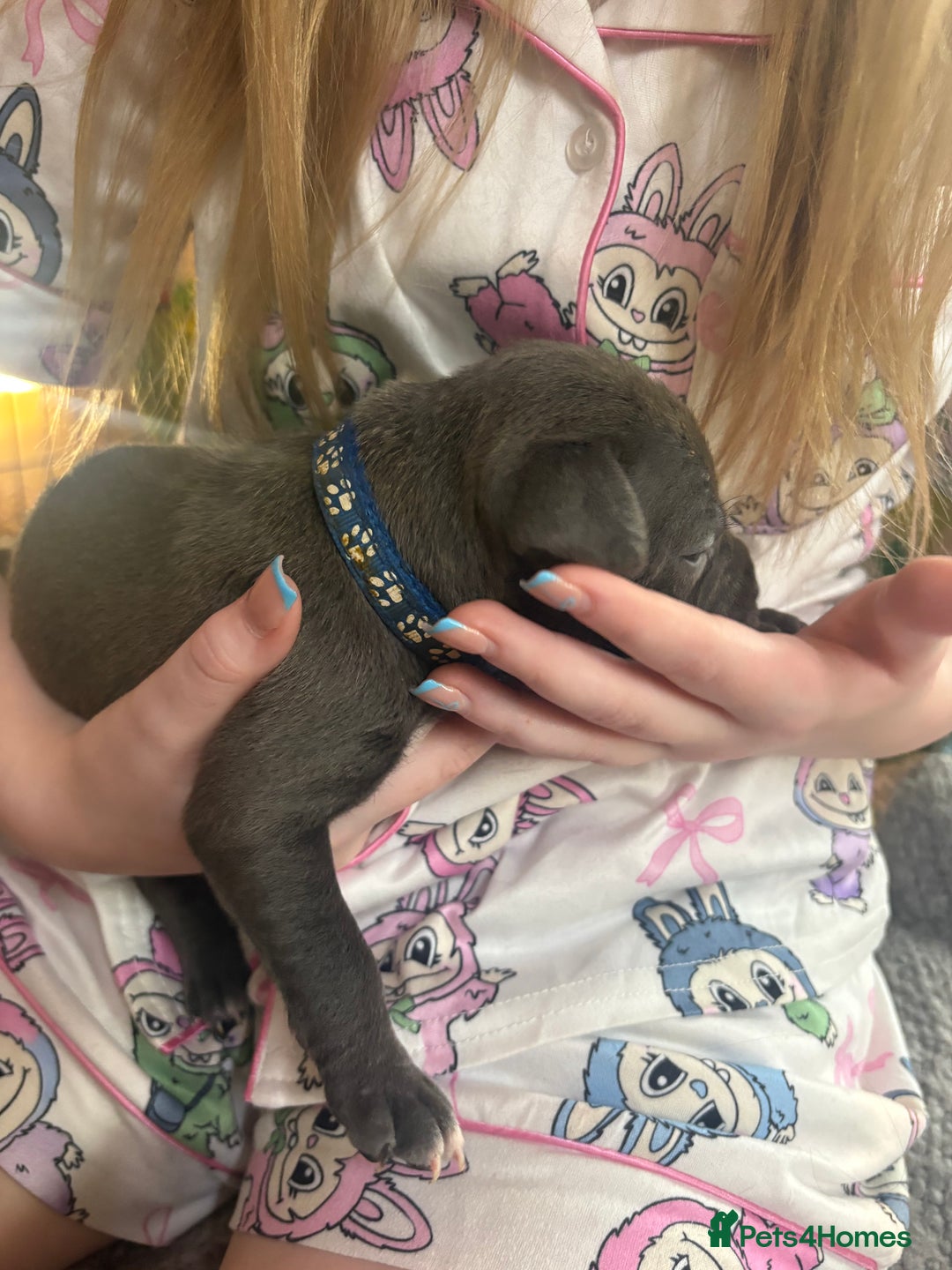 Mixed Breed dogs for sale: Staffy pups - Advert 14