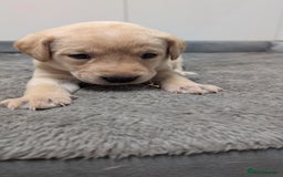Labrador Retriever dogs for sale: Gorgeous Yellow Labrador Puppies - Image 6
