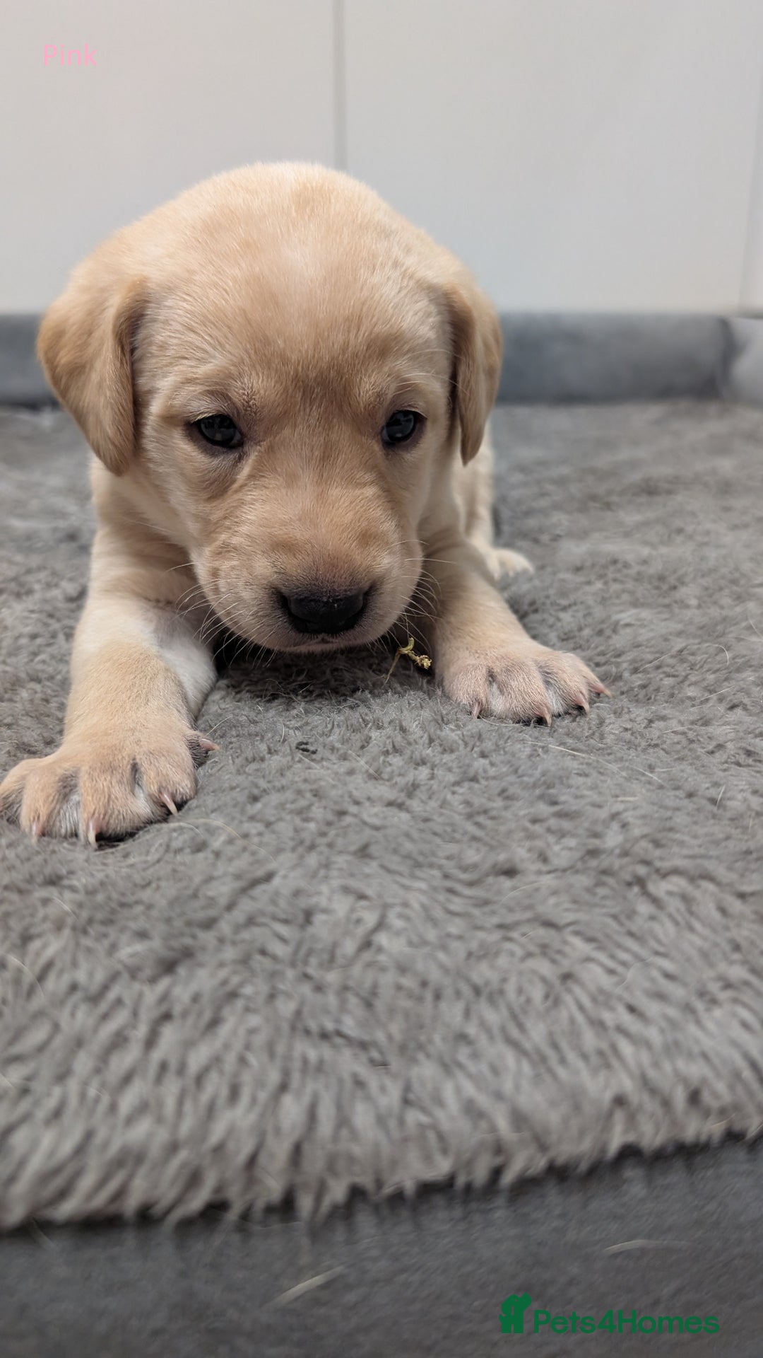 Labrador Retriever dogs for sale: Gorgeous Yellow Labrador Puppies - Image 6