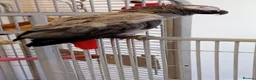 Parrots birds for sale: African grey with cage - Advert 2