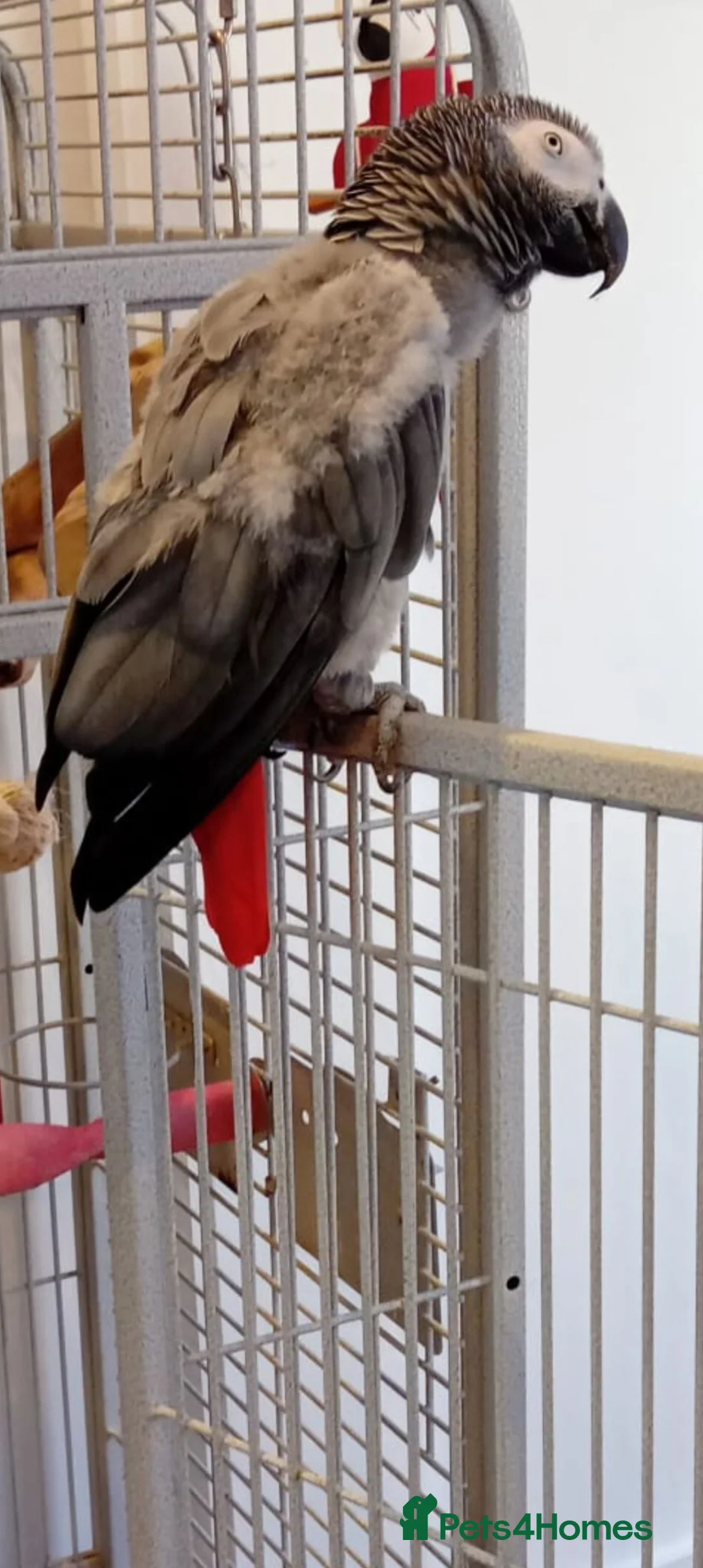 Parrots birds for sale: African grey with cage - Advert 2