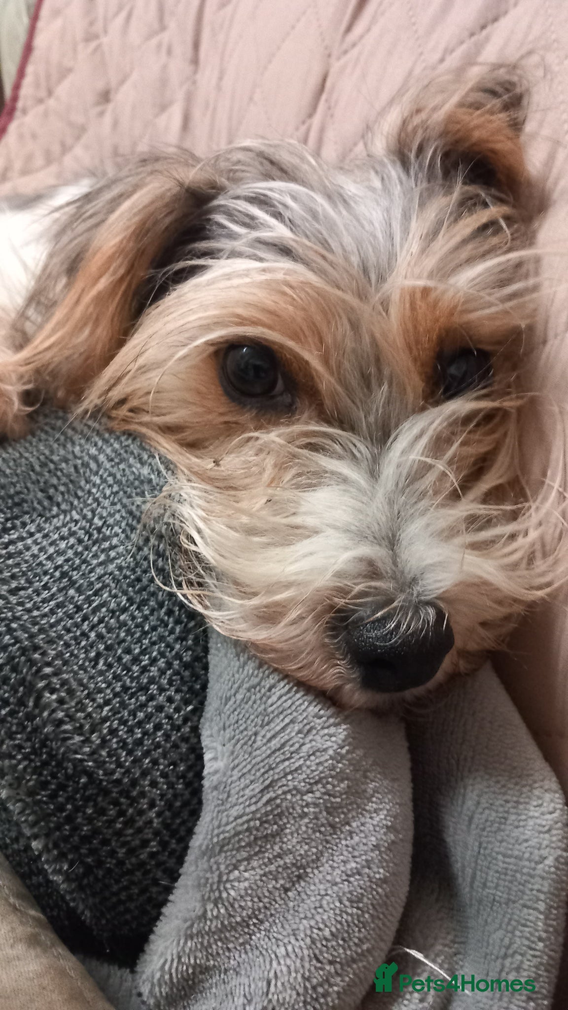 Jack Russell dogs Gorgeous Black & Tan Male Pup  - Advert 7