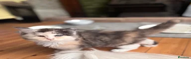 Maine Coon Kitten 5