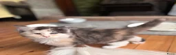 Maine Coon cats for sale: Maine coon kittens  - Advert 26