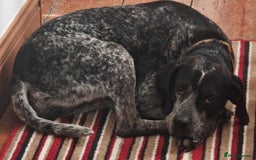 Mixed Breed dogs for adoption: 💙KOBE-A LOVING GERMAN POINTER LOOKING FOR HOME💙 - Advert 4