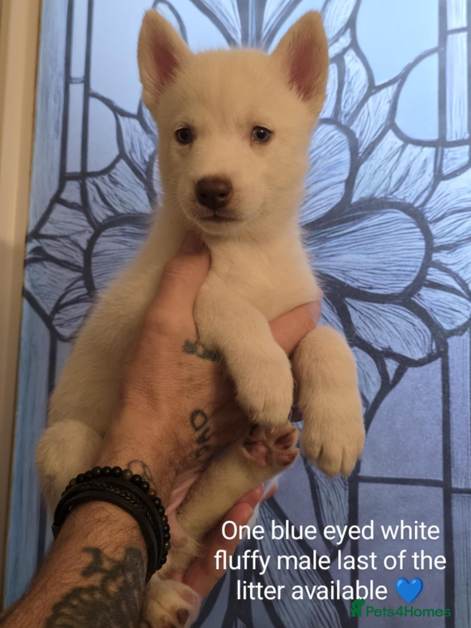 Siberian Husky dogs Siberian Husky puppies - Advert 1