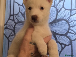 Siberian Husky dogs Siberian Husky puppies - Advert 2