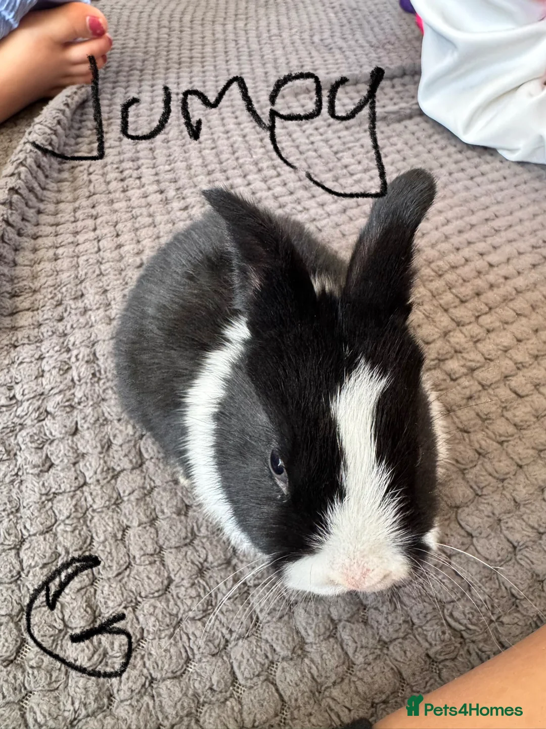 Mixed Breed rabbits for sale: Mixed breed bunnies- ready 9th May in Melton Mowbray - Advert 2