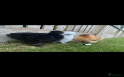 Chickens poultry for sale: 5 female silkies  - Image 1