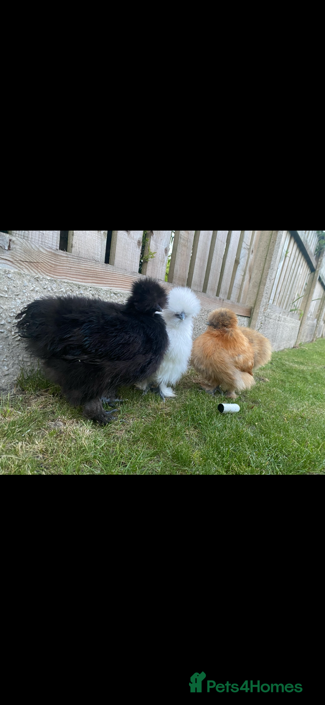 Chickens poultry for sale: 5 female silkies  - Image 1