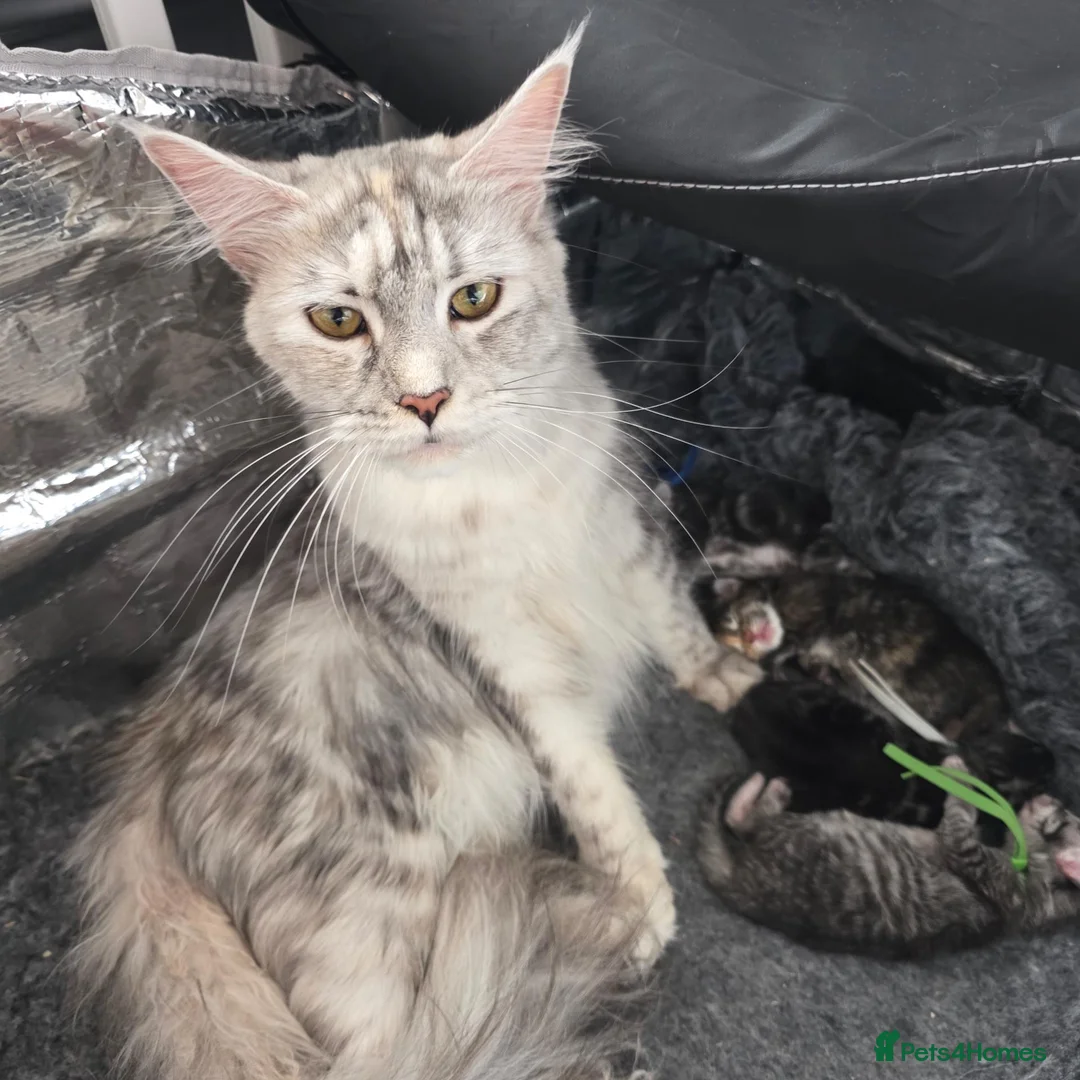 Maine Coon cats for sale: TICA registered family raised babies - Advert 2