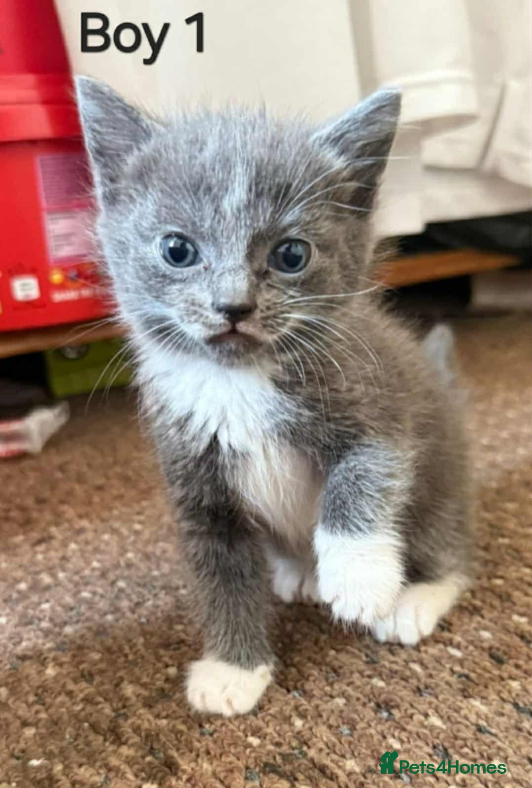 Mixed Breed cats for sale: Mixed breed kittens  - Image 2
