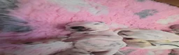 Dalmatian dogs for sale: Stunning Pure Dalmation Puppies  - Advert 23