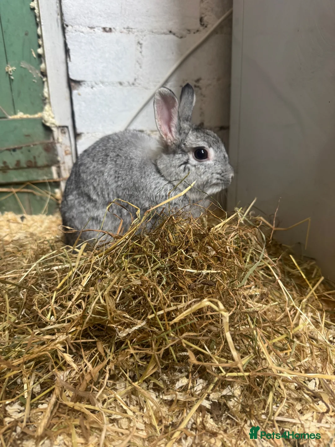 Netherland Dwarf rabbits for sale: Bunnies 🐰 looking 4 Loving Homes 🏡  - Advert 4