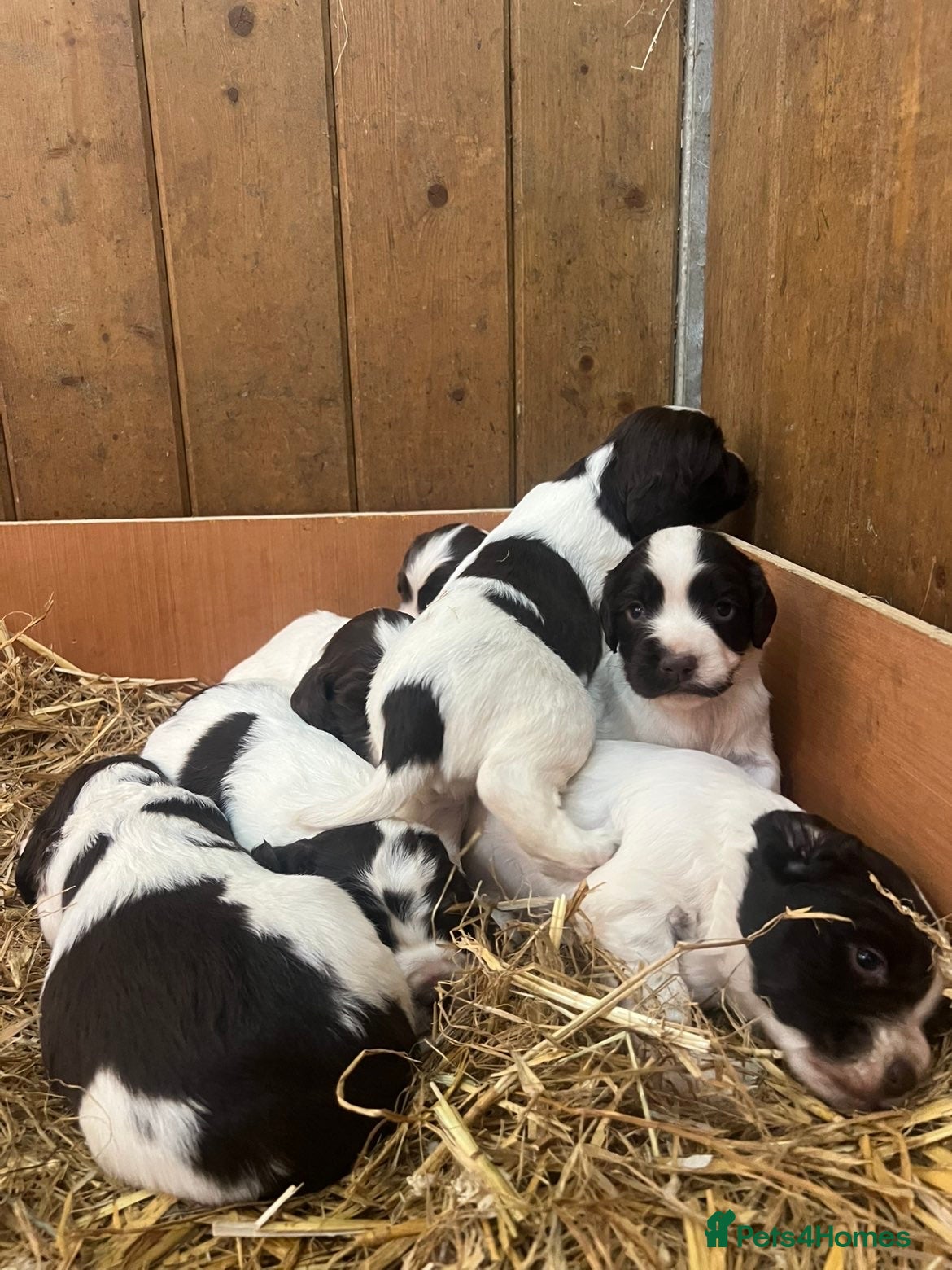 English Springer Spaniel dogs Working English Springer Spaniel pups - Advert 4