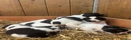 English Springer Spaniel dogs for sale: Working English Springer Spaniel pups - Advert 1